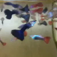 ماهی گپی کوپی مولدو بچه