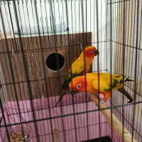 یک جفت خورشیدی مولد|پرنده|ارومیه, |دیوار