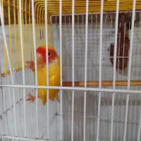 طوطی برزیلی
