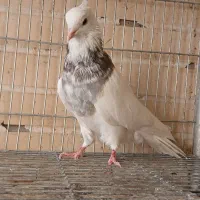 کبوترطوقی زیبا|پرنده|فولادشهر, مسکن مهر فولادشهر|دیوار