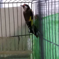 ماده‌سهره‌کار‌داده|پرنده|کرمانشاه, |دیوار