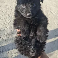 ژرمن بلک|سگ|مشهد, فردوسی|دیوار