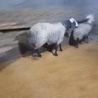 قوچ فروشی نژاد شال اسیل