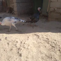 بقلمون ماده|حیوانات مزرعه|هیرمند, |دیوار