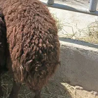 گوسفند