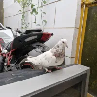 کفتر صداکن اصفهانی|پرنده|برخوار, |دیوار