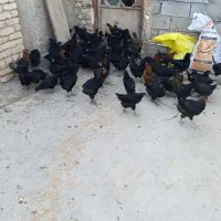 جوجه مرغ بلک استار 5 ماهه