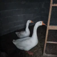 قو غاز نرو ماده