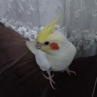 عروس هلندی لوتینو دستی|پرنده|نجفآباد, یزدانشهر|دیوار