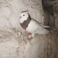 کبوتر طوقی سرخ معاوضه