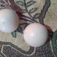 سنگ الماس آسیاب|جواهرات|خاش, |دیوار