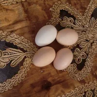 تخم مرغ