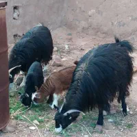 دوتابز کره شیک