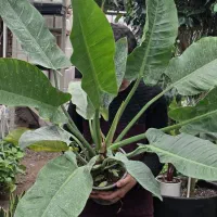 فیلودندرون