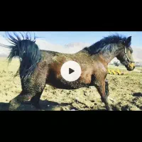 مادیون دره شور اصیل