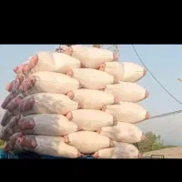 فروش کاه دیم  نرم ریز