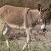 نرخرفروشی