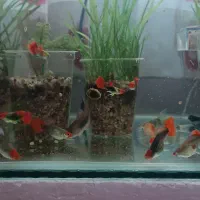 گوپی کوی|ماهی|فردیس, فردیس|دیوار