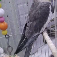 ۳ پرنده عروس هلندی