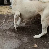 واگذاری پژدر