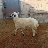فروش قوچ سفید قزل.