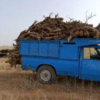خریدار چوب انگور و ریشه|خدمات باغبانی و درختکاری|تاکستان, |دیوار