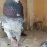 کفتر پاکستانی