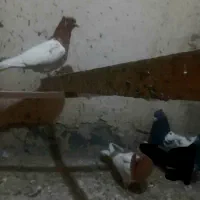 کفتر سینه سیاه و قهوه ای|پرنده|رباط‌کریم, مسکن مهر آبشناسان|دیوار