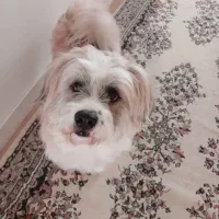 واگذاری سگ|سگ|فردیس, فردیس|دیوار