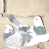 کبوتر|پرنده|زهک, |دیوار