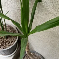 یوکا|گل و گیاه طبیعی|کرج, حصارک پایین|دیوار