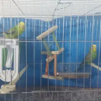 یک جفت مرغ عشق با کلیه تجهیزات|پرنده|قزوین, |دیوار