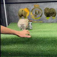 توله پامرانین خرسی کیفیت بالا|سگ|تهران, جنت‌آباد مرکزی|دیوار