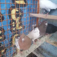 کبوتر