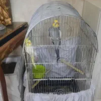 عروس هلندی