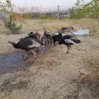 مرغ و خروس برهما  و ویاندوت|حیوانات مزرعه|پیرانشهر, |دیوار