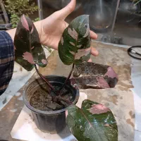 گل فیلودندرون پینک پرنسس ۴ برگ ارسال رایگان + هدیه