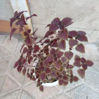 حسن یوسف و کلاف