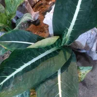 گل دیفن باخیا|گل و گیاه طبیعی|قم, خداکرم|دیوار