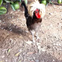 فروش مرغ وخروس کاکلی لهستانی|حیوانات مزرعه|اسالم, |دیوار