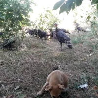فروش بوقلمون نروماده تعداد ۱۰۰تا