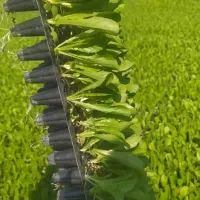 کاهو|خدمات باغبانی و درختکاری|آزادشهر, |دیوار