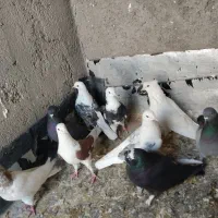 کبوتر پرشی ساعت سنگین|پرنده|رباط‌کریم, منجیل آباد|دیوار