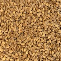 گندم سمنو 2 بار پاک شده با دستگاه