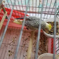 عروس هلندی ماده دستی|پرنده|دماوند, دماوند|دیوار