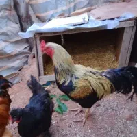 خروس لاری