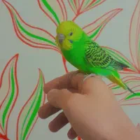 دوعدد جوجه مرغ عشق بدون قفس