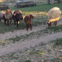 گوسفند فروشی