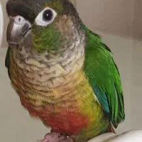 طوطی گرینچیک «گمشده»|حیوانات|دهگلان, |دیوار