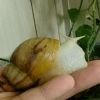 غذا و مکمل حلزون